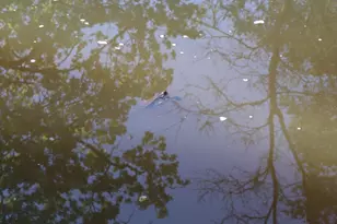 1318 Susan Cir, Roseville, CA 95661 - Photo 28