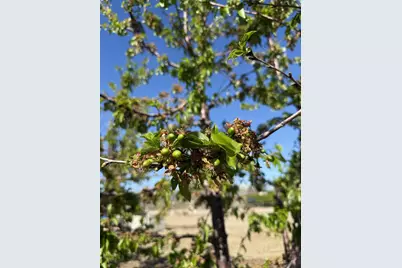 1424 Eucalyptus Avenue, Patterson, CA 95363 - Photo 6