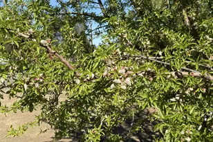 1613 Fig Ave, Patterson, CA 95363 - Photo 36