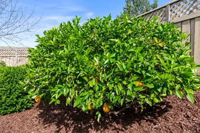 1780 Mary Rose Lane, Lincoln, CA 95648 - Photo 44