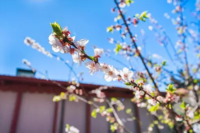 3926 Pestana Way, Livermore, CA 94550 - Photo 34