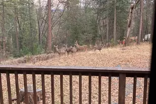 14551 Cattail Ln, Grass Valley, CA 95945 - Photo 42