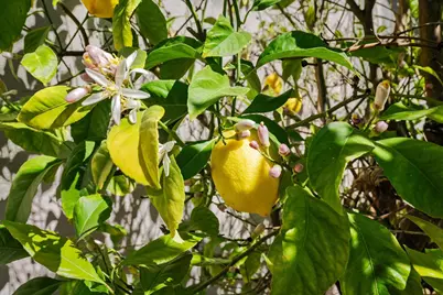 404 Cabrillo Avenue, Davis, CA 95616 - Photo 26