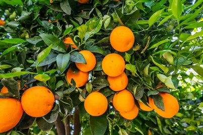 632 Potomac Avenue, Sacramento, CA 95833 - Photo 44