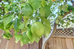 19355 Santa Maria Ave, Castro Valley, CA 94546 - Photo 72