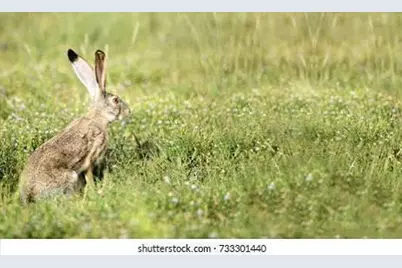 117 Wild Oat Court, Roseville, CA 95747 - Photo 54