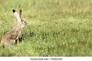 117 Wild Oat Ct, Roseville, CA 95747 - Photo 54