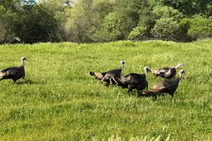 117 Wild Oat Ct, Roseville, CA 95747 - Photo 52