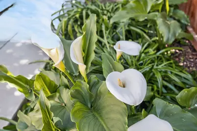 9765 Caneria Way, Elk Grove, CA 95757 - Photo 76