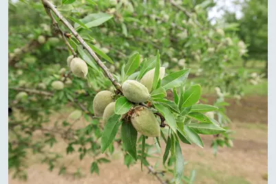 1342 Hickman Road, Hickman, CA 95323 - Photo 48