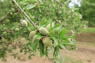 1342 Hickman Rd, Hickman, CA 95323 - Photo 48