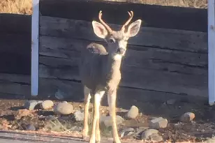 2352 Sanford Ct, Rescue, CA 95672 - Photo 56