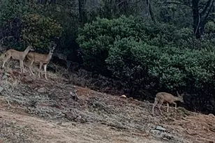 2352 Sanford Ct, Rescue, CA 95672 - Photo 54