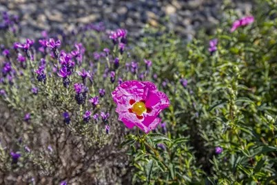 7724 Polo Crosse Avenue, Sacramento, CA 95829 - Photo 54