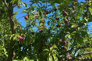 11786 Walmort Rd, Wilton, CA 95693 - Photo 38