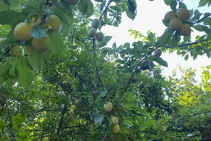 11786 Walmort Rd, Wilton, CA 95693 - Photo 82