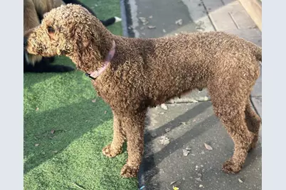 11786 Walmort Road, Wilton, CA 95693 - Photo 36