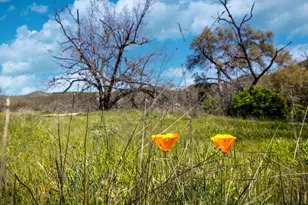 540 Music Gulch Rd, Mokelumne Hill, CA 95245 - Photo 1