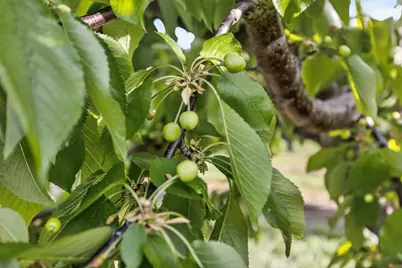 0 Andrus Island Road, Isleton, CA 95641 - Photo 20