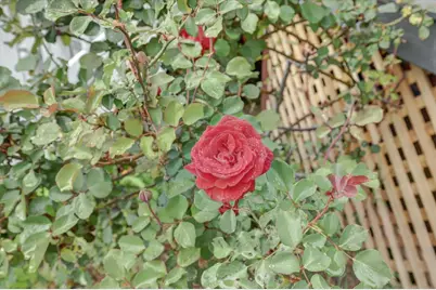 618 Walsh Street, Grass Valley, CA 95945 - Photo 32