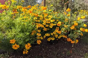 1581 Moccasin Trail, Placerville, CA 95667 - Photo 58