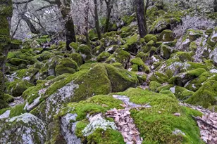 1581 Moccasin Trail, Placerville, CA 95667 - Photo 64