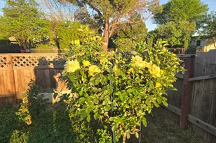 4694 Pacific Ave, Olivehurst, CA 95961 - Photo 12