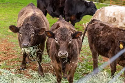 20945 Bear Hollow Road, Grass Valley, CA 95949 - Photo 30