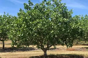 17981 Los Cerritos, Snelling, CA 95369 - Photo 1