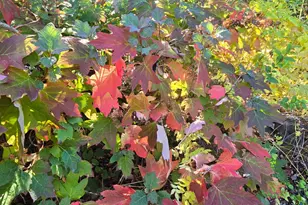 12602 Spenceville Rd, Penn Valley, CA 95946 - Photo 56