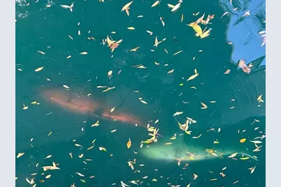 2424 Larkspur Lane #217, Sacramento, CA 95825 - Photo 64