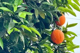 6057 Griffith Ave, Marysville, CA 95901 - Photo 28