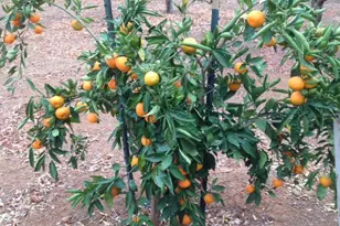 9290 Cramer Rd, Auburn, CA 95602 - Photo 58