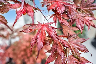 5953 Tanus Circle, Rocklin, CA 95677 - Photo 60