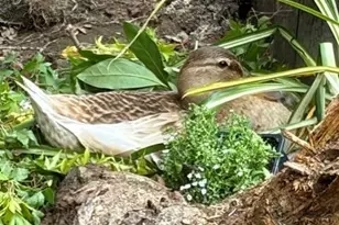 2476 Larkspur Ln, Sacramento, CA 95825 - Photo 20