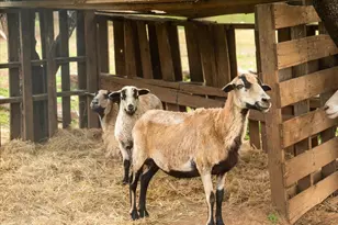 12242 Woodacre Rd, Grass Valley, CA 95949 - Photo 40