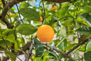 35670 Yellowstone Ave, Davis, CA 95616 - Photo 88