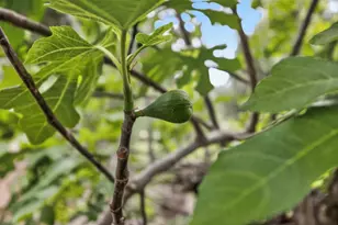 35670 Yellowstone Ave, Davis, CA 95616 - Photo 94