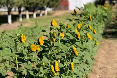 10464 State Highway 70, Marysville, CA 95901 - Photo 22