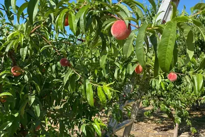 10464 State Highway 70, Marysville, CA 95901 - Photo 28