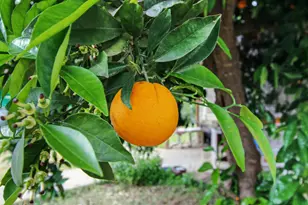 8066 Larkin Rd, Live Oak, CA 95953 - Photo 36