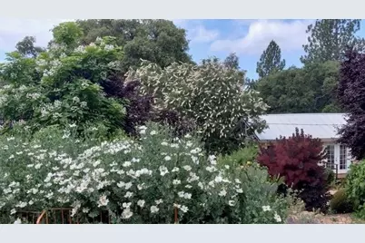 15579 Jesus Maria, Mokelumne Hill, CA 95245 - Photo 90