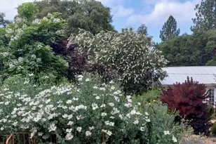 15579 Jesus Maria, Mokelumne Hill, CA 95245 - Photo 90