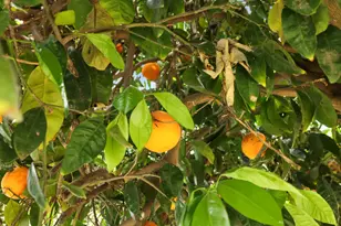 3355 Clement Ave, Stockton, CA 95204 - Photo 34