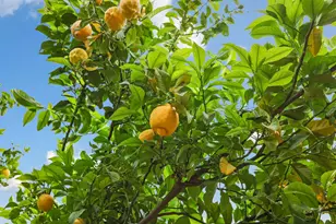 2039 Peregrine St, Manteca, CA 95337 - Photo 50