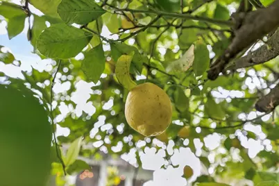 4949 Winter Oak Way, Antelope, CA 95843 - Photo 72