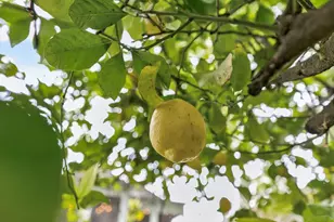 4949 Winter Oak Way, Antelope, CA 95843 - Photo 72