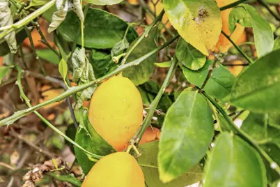 353 Deer River Way, Sacramento, CA 95831 - Photo 64