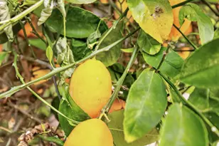 353 Deer River Way, Sacramento, CA 95831 - Photo 64