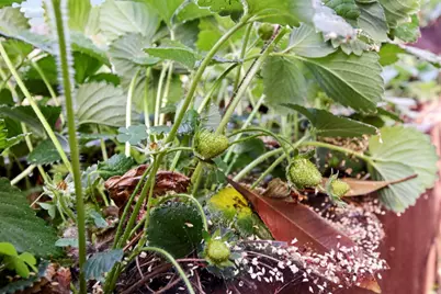 1303 Caceres Court, Davis, CA 95618 - Photo 60